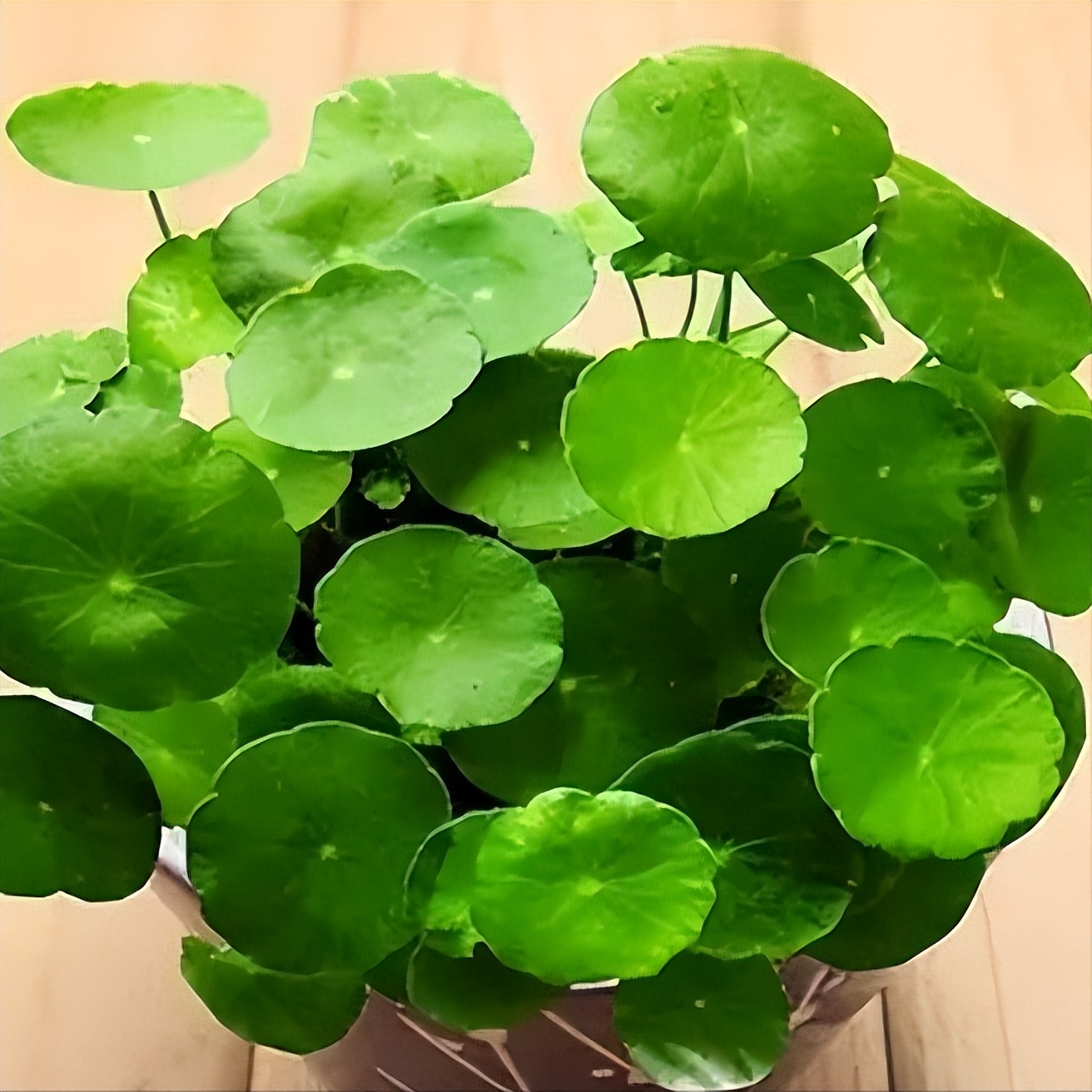 肾结石|鸡内金对肾结石排石的作用有多大？看看这个真实案例