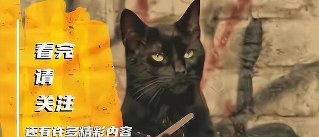 为什么锤头鲨有锤头?最新的DNA研究,推翻了适应性进化的假设