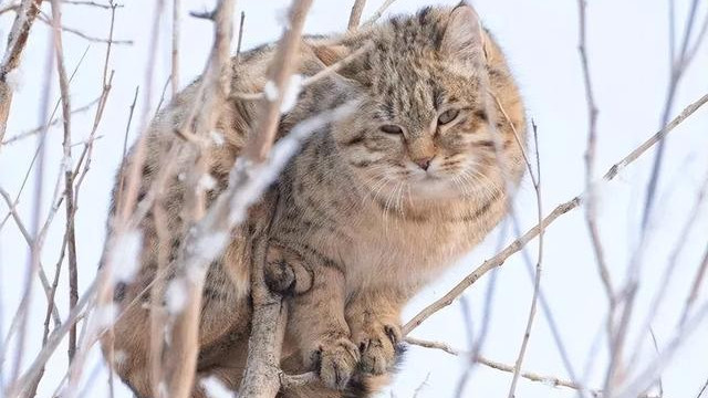 草原|阿勒泰秀美草原，猫蛇之战挺精彩！