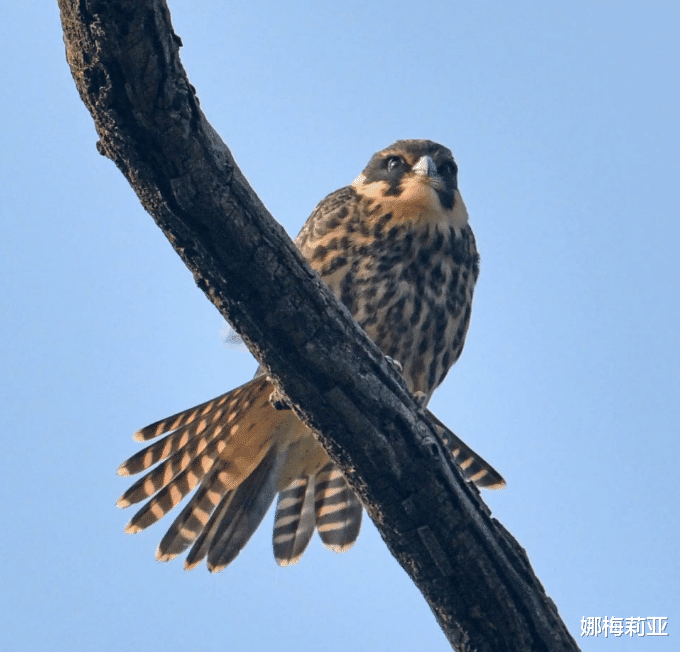 案例回顾：2014年，一大学生贪玩掏鸟窝，将鸟贩卖获利1200元，最终被判10年