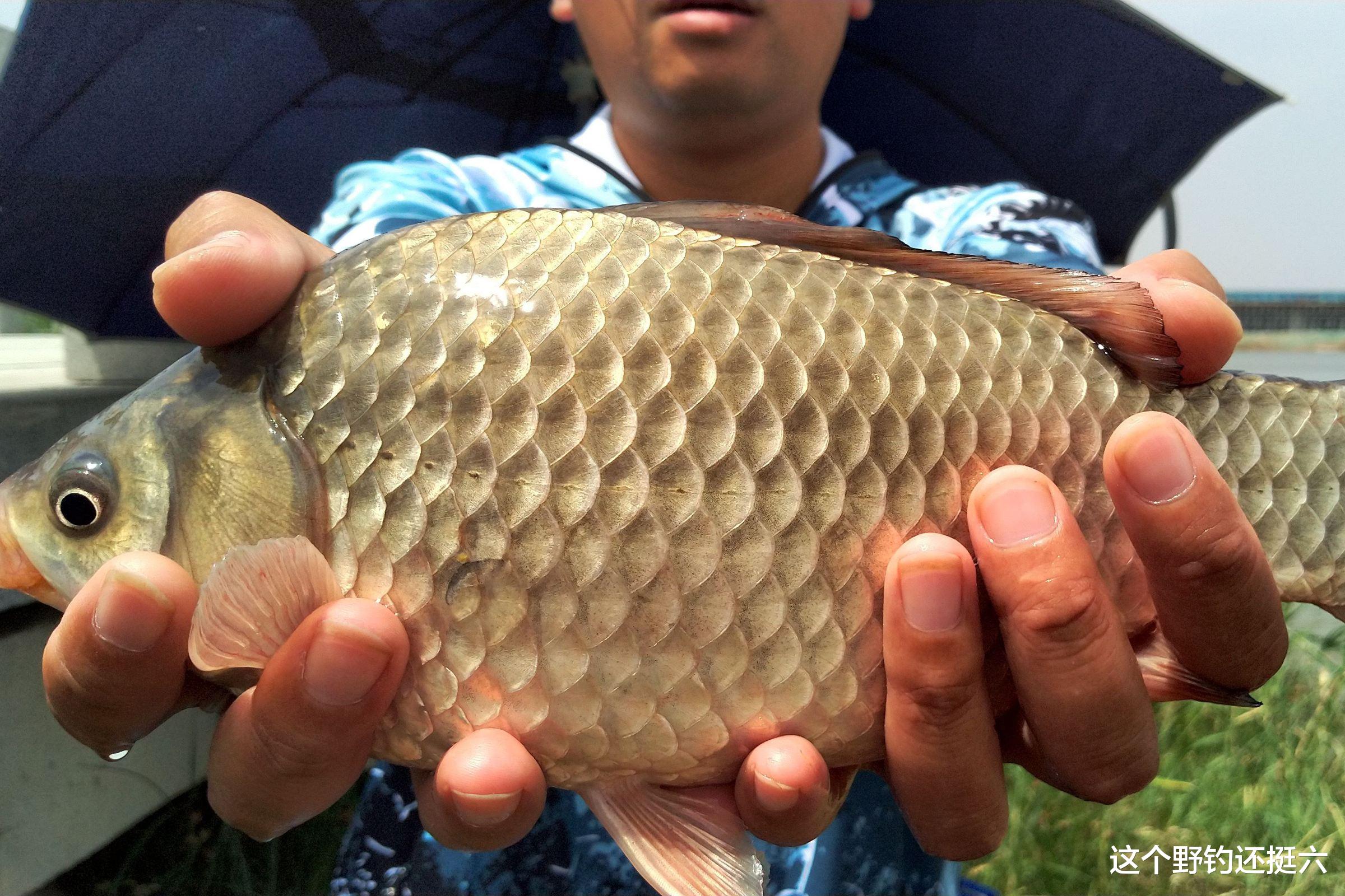 秋分|秋分钓位的选择与调整!不要总盯着老钓位,多一些探索轻松拿河冠