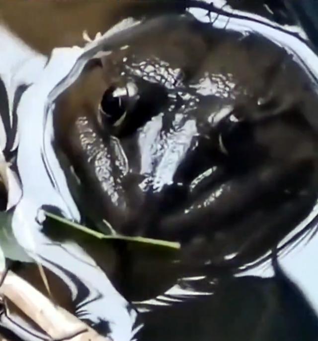 钓鱼归钓鱼,不要把自己搞到牢里去了!男子钓鱼无口玩出了新花样