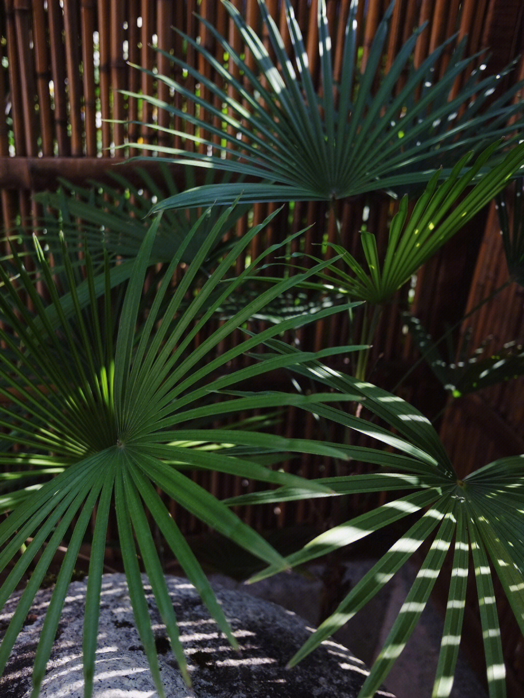 20㎡小院,打造日式花园经验分享,把日式庭院搬回家是怎样的体验