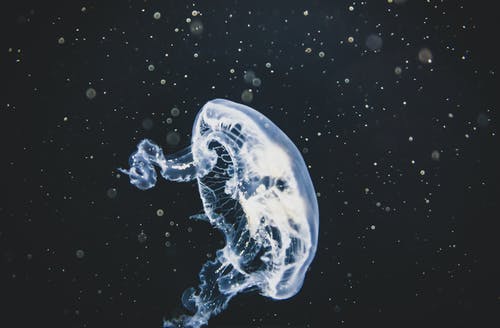 世界上最毒的海洋生物,箱形水母的介绍