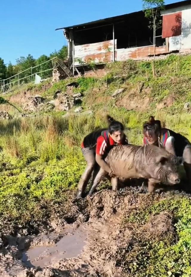 野猪|野猪跑进农场，两女子毫不畏惧，武斗野猪