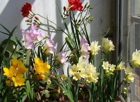 老婆:刚搬新家室内异味大,阳台多摆些花草!邻居:这样危险!