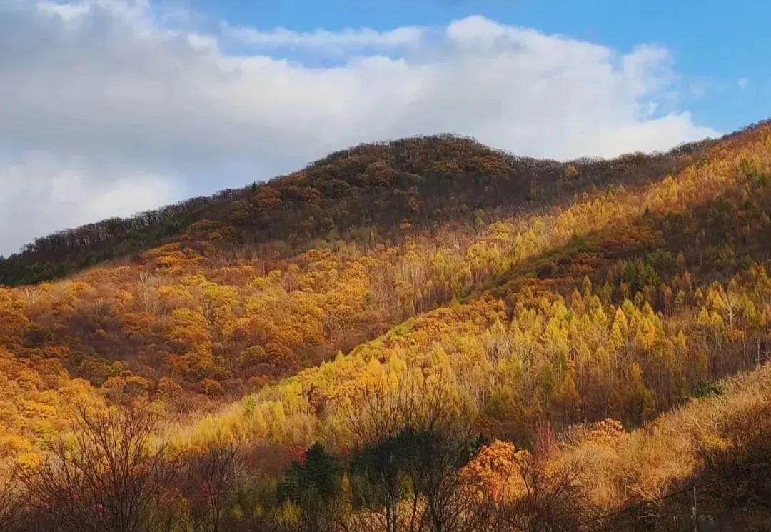 本溪|挖到秋色绝美东北小城,枫叶秒杀京都,还有复古火车和温泉