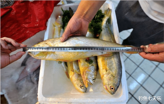 海钓|东海大黄鱼引发钓鱼潮，海钓客蜂拥而至，有人一天“钓”别人一年工资