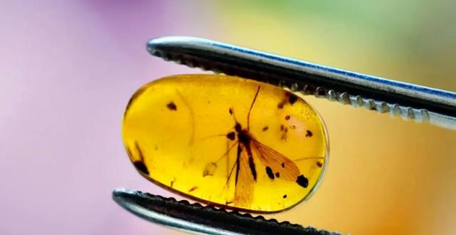 4100万年前的琥珀定格尴尬瞬间,将长腿苍蝇“欲行不轨”展露无遗