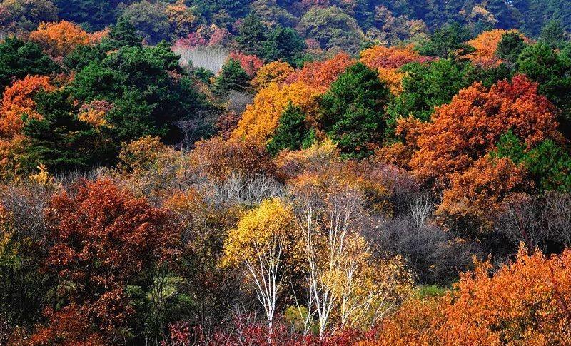 张家口|680平方公里!国内超低调的“红叶第一山”,错峰出行,真香