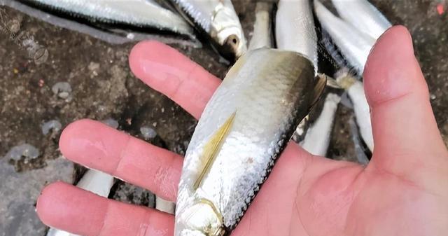 饵料|钓白条怎样才能钓得多?用3款绝杀饵,明白5要点,连竿狂拉不断