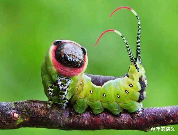 科普一下你们身边常见却不认识的昆虫 有人看吗