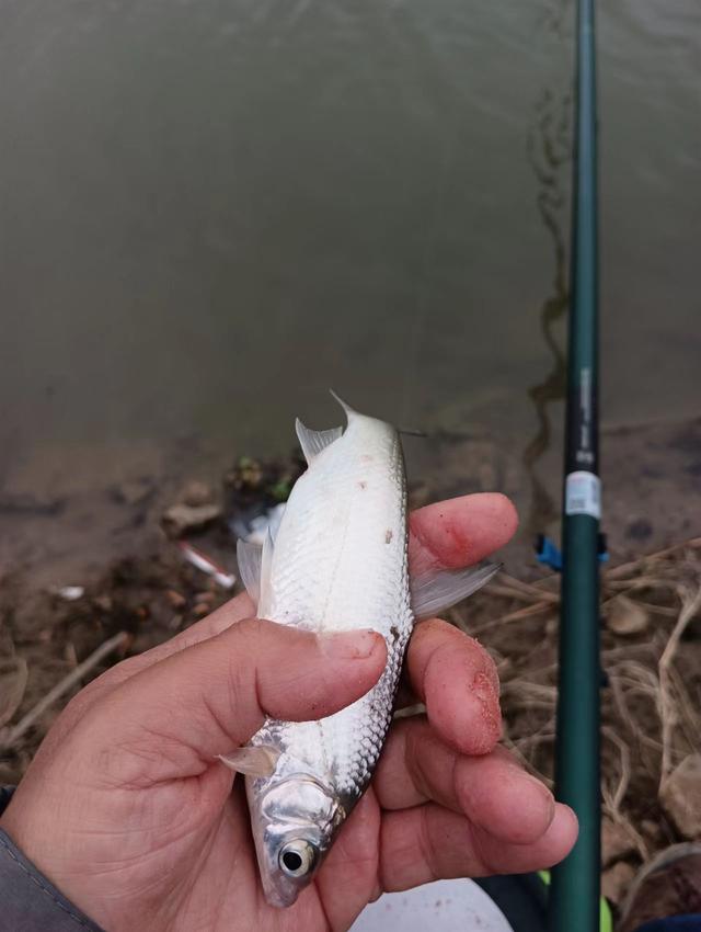 饵料|浅谈低温天气野钓,当然可以钓得到,饵料、钓位、钓法详解