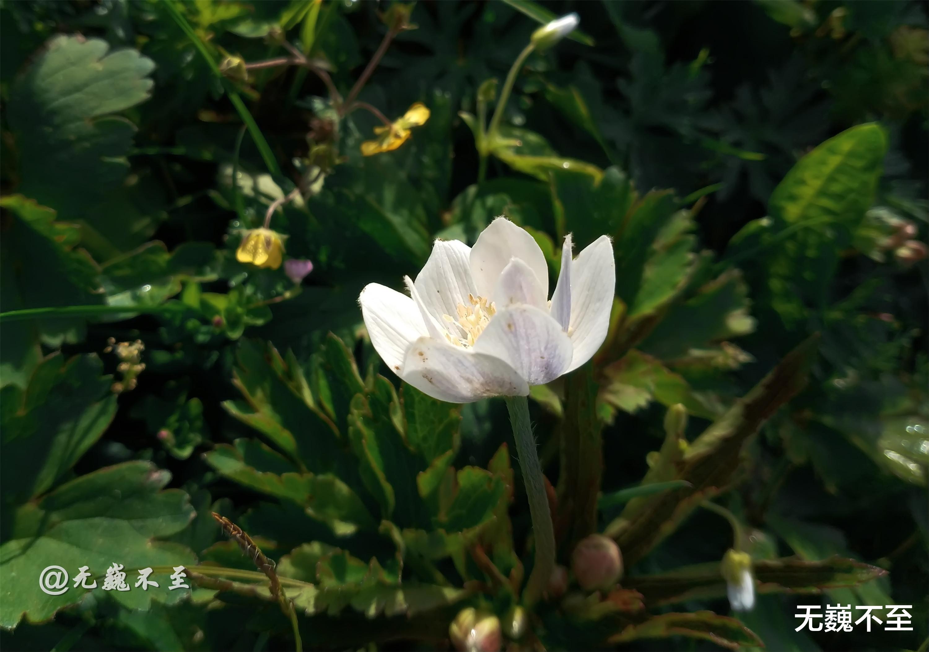 四川省|九顶归来不看花，但是这些花名你知道吗？科普一下不就认识啦