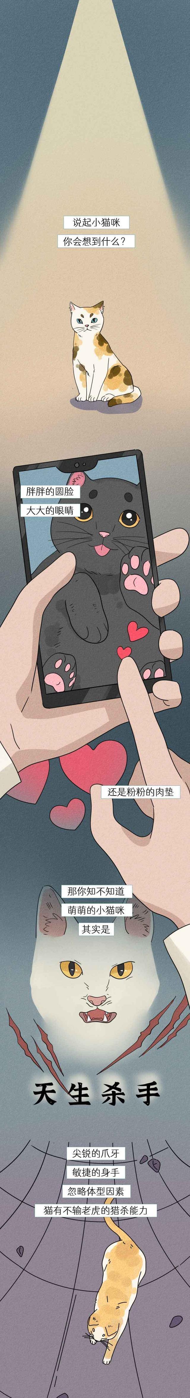 |流浪猫是如何成为“入侵物种”的？一组漫画科普，可别小瞧它们！