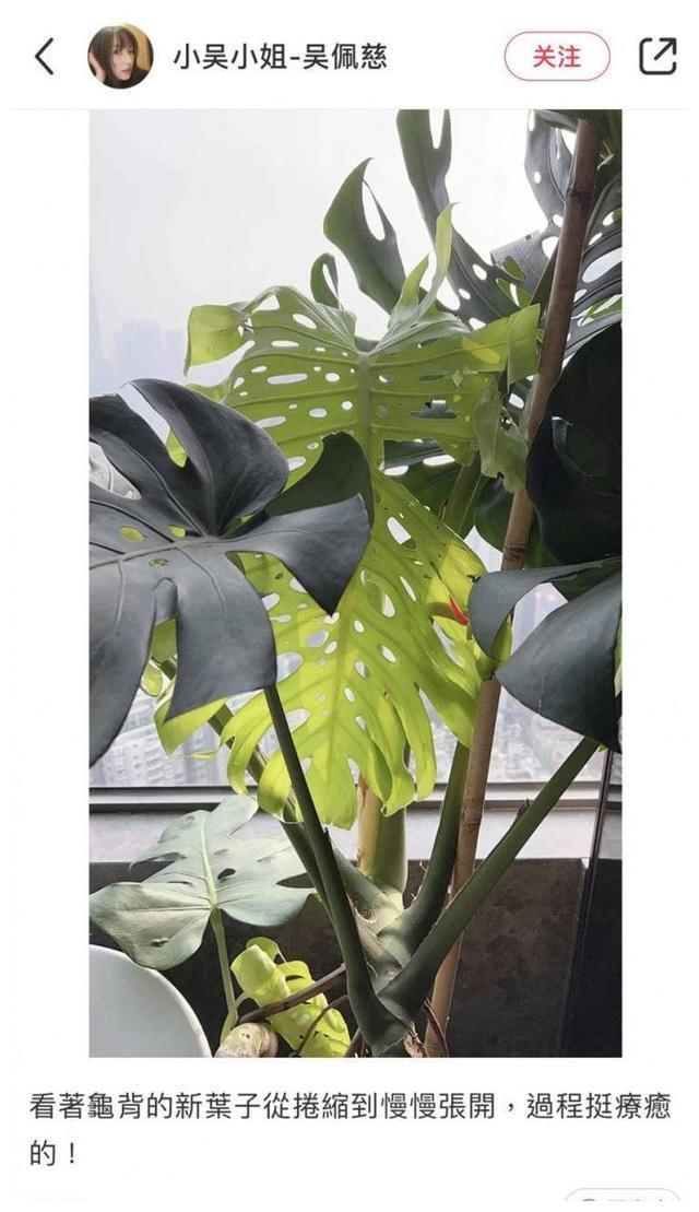 周焯华陈荣炼审判,纪晓波欠债销声匿迹,全身而退的竟是吴佩慈?
