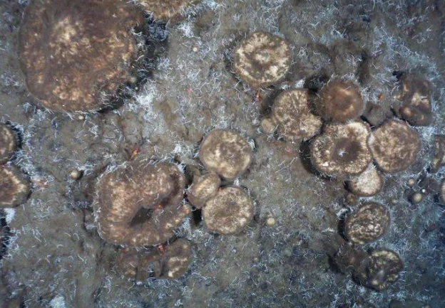 一群躲在荒芜北极海底300年的“特殊”动物,没有食物,只能吃动物化石