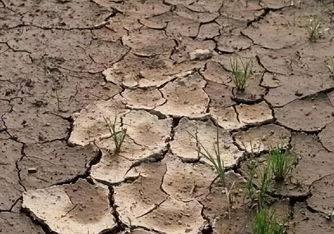 尿素和盐混合能当除草剂？正确使用，效率翻倍，分享注意事项