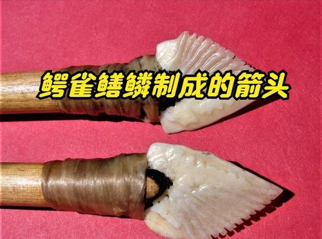 鳄雀鳝到底能不能吃?为何美国有人吃鳄雀鳝?