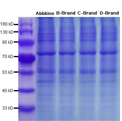 Abbbkine SDS-PAGE蛋白上样缓冲液解决方案