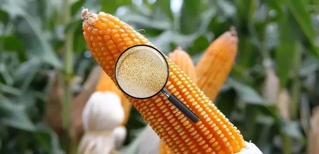 玉米中能提炼出黄金?生物的富集作用,到底隐藏了多少未知?