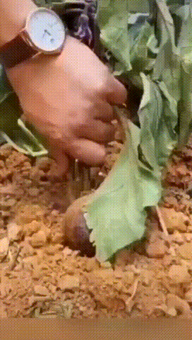 鸡蛋树、西瓜树、菠萝树,看到这些骗人的直播,感觉智商受到侮辱