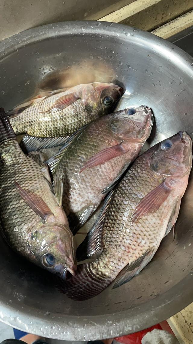 玉米|钓无定法,闲来也说说钓草鱼的事