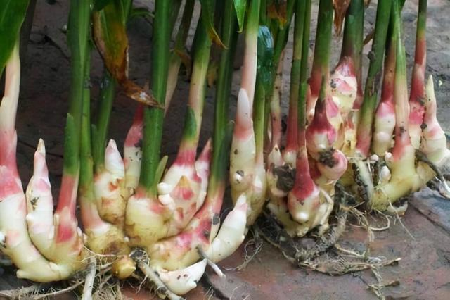 阳台种生姜,谨记3要点,挖出“一桶姜山”,一年吃不完