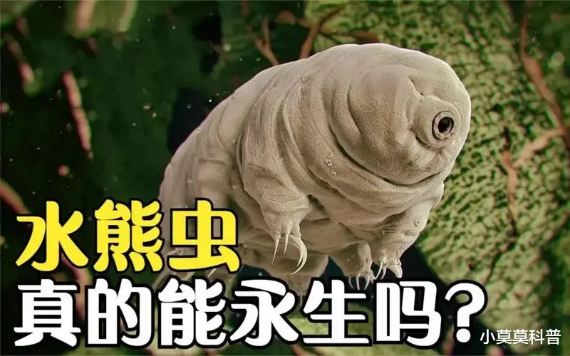 这是一种不会死的生物,体积只有一毫米,生命力顽强程度超乎想象
