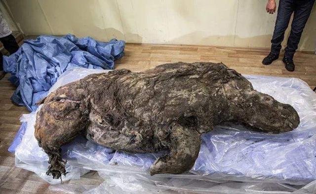 北极“高烧”不断,史前生物遗骸陆续现身,冰层下的病菌或会苏醒