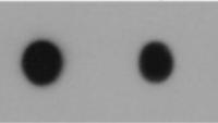 RNA Dot blot 实验流程