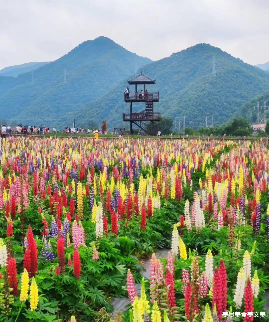 鲁冰花|秦岭深处竞相开放的鲁冰花：五彩斑斓，美艳动人