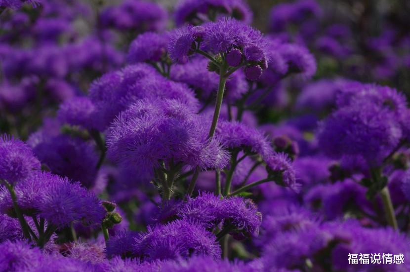 金牛座|爱情中，这些星座不该有的幻想，一个都不要有