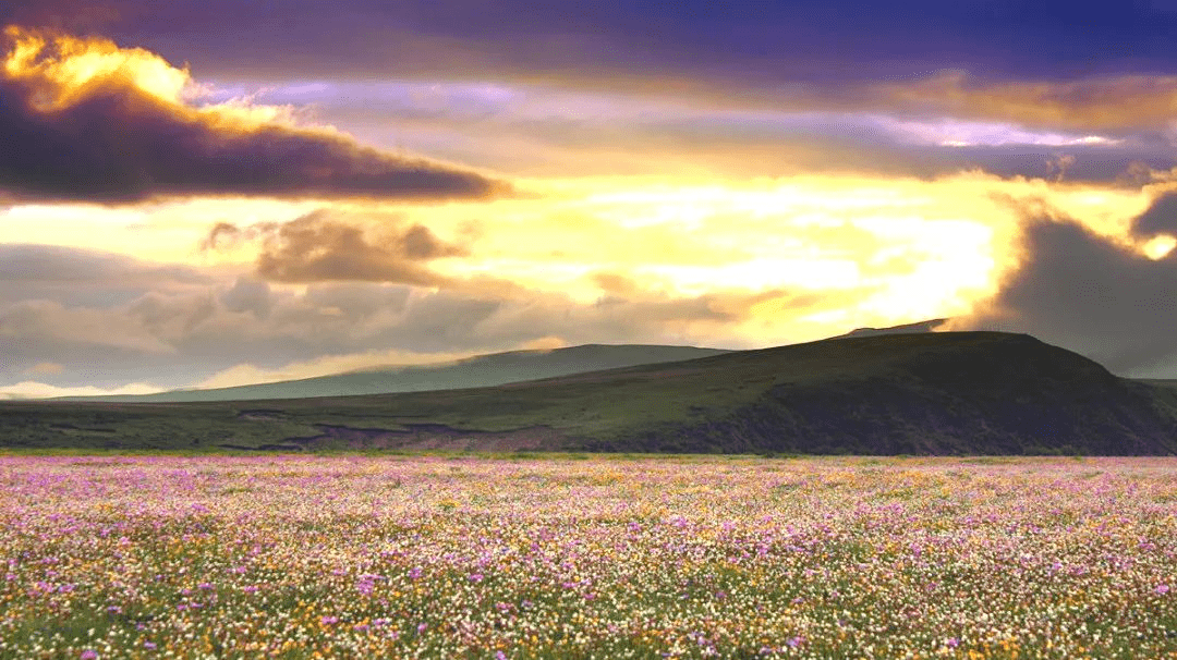 高原|5月26日开园！！俄么塘花海，已经开始美了！