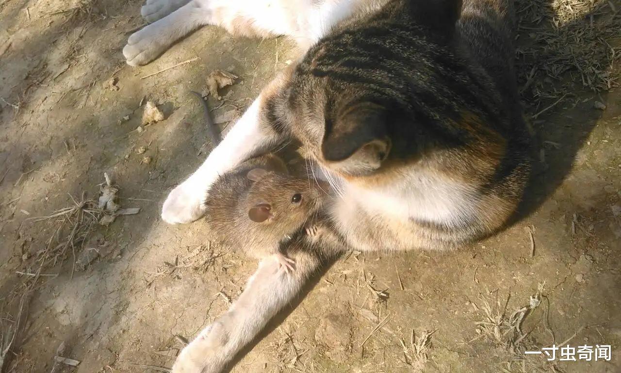 刚地弓形虫的致命入侵:控制人思维的虫子有多可怕?猫也参与其中