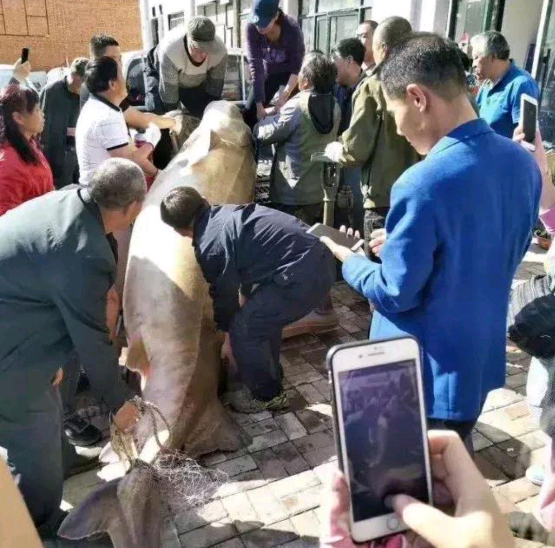 2018年,黑龙江渔民捕获一条鳇鱼被国家22万收购,鱼后来去哪了?