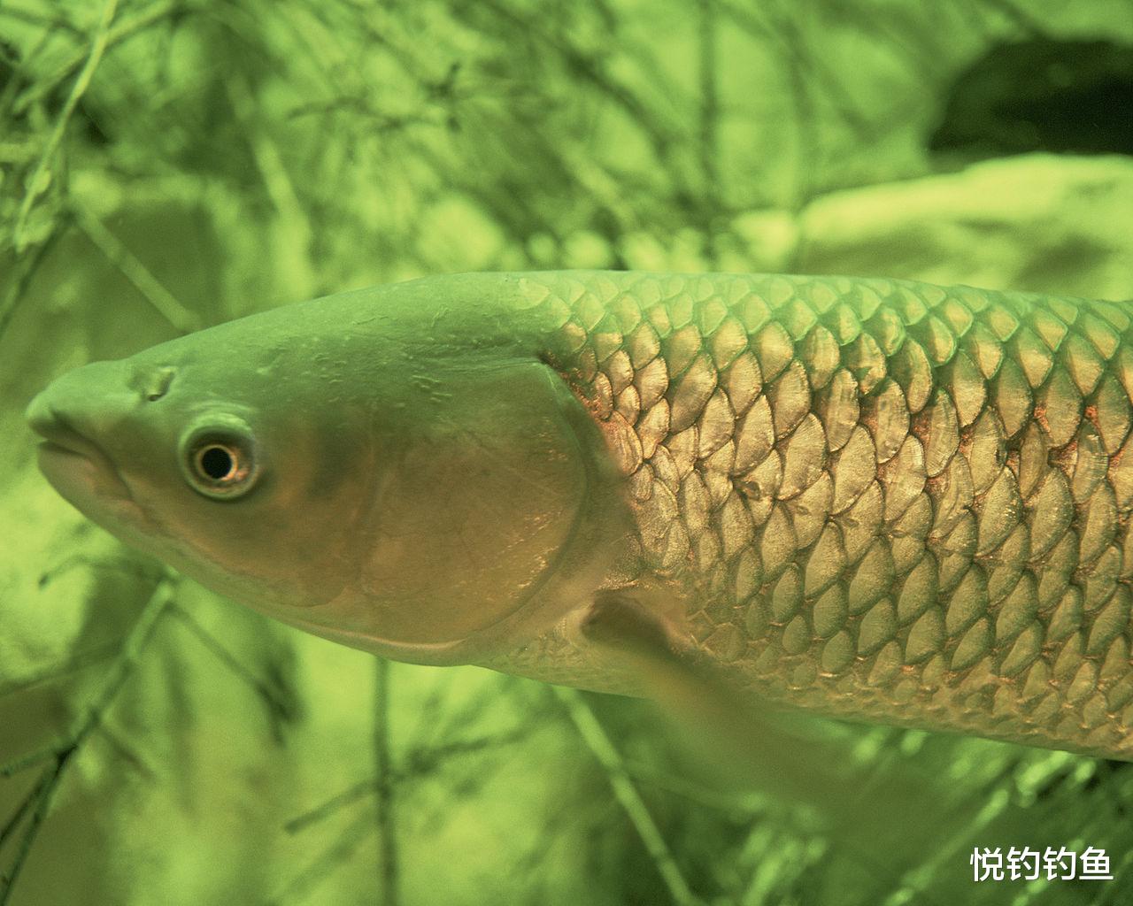 鲤鱼|如何有针对性地配制鲤鱼、草鱼钓饵?