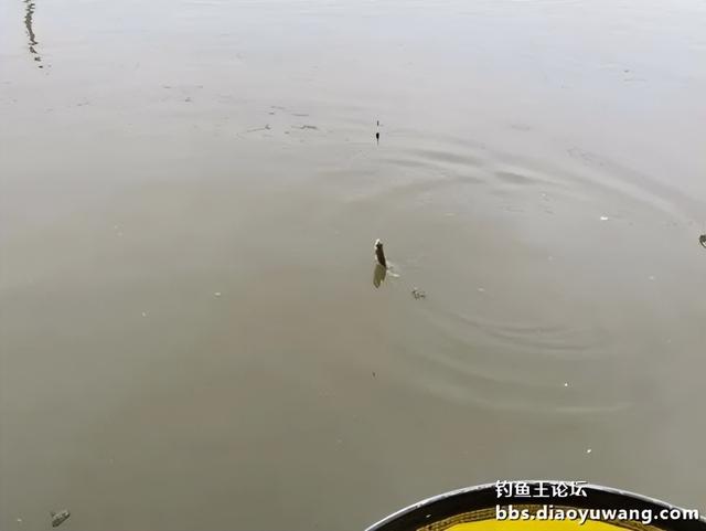 |冷水用饵，我选钓鱼王生鲜虾饵