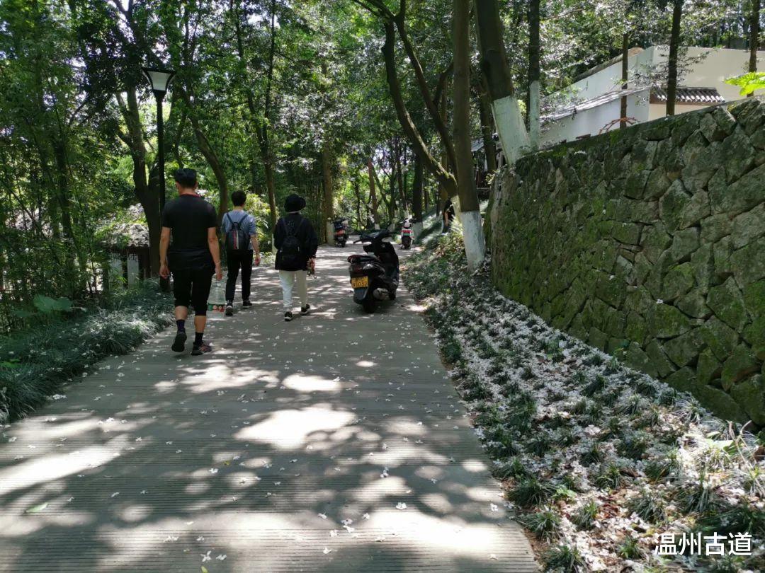 云南|景山的桐花开了!你去看了没有?