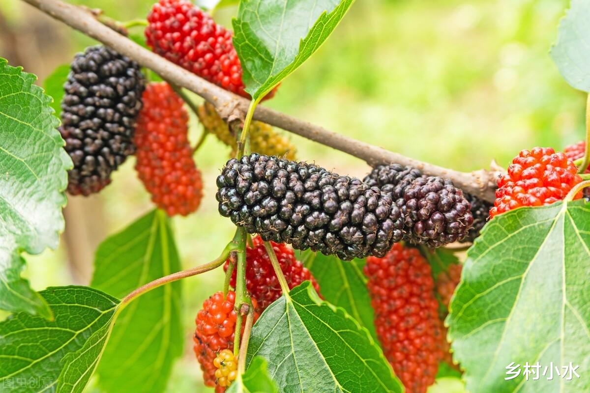 老人说“宅不栽五阴之木”,院子里不能栽哪5种树?