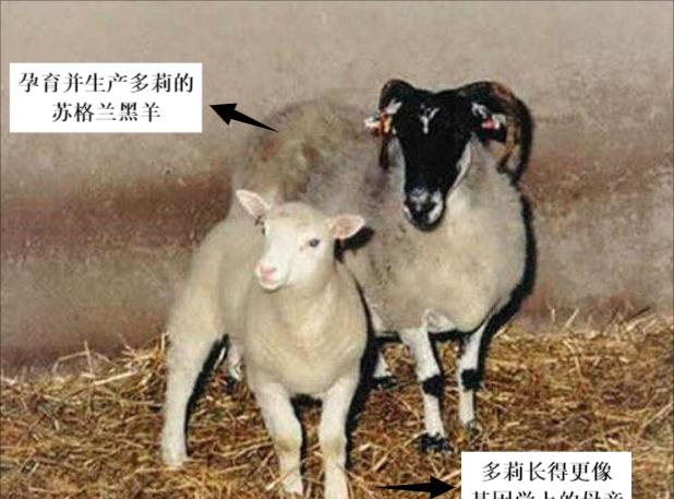为啥现在很少提“克隆”了?多莉用自己的一生,书写了答案