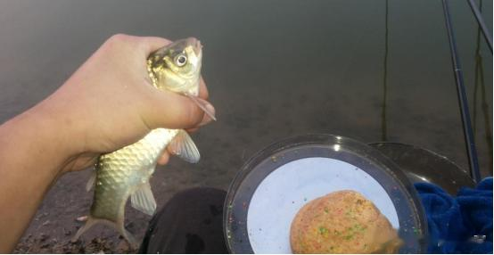 饵料|伏天野钓打窝攻略：教你轻松诱大鱼，窝里鱼多的钓不完