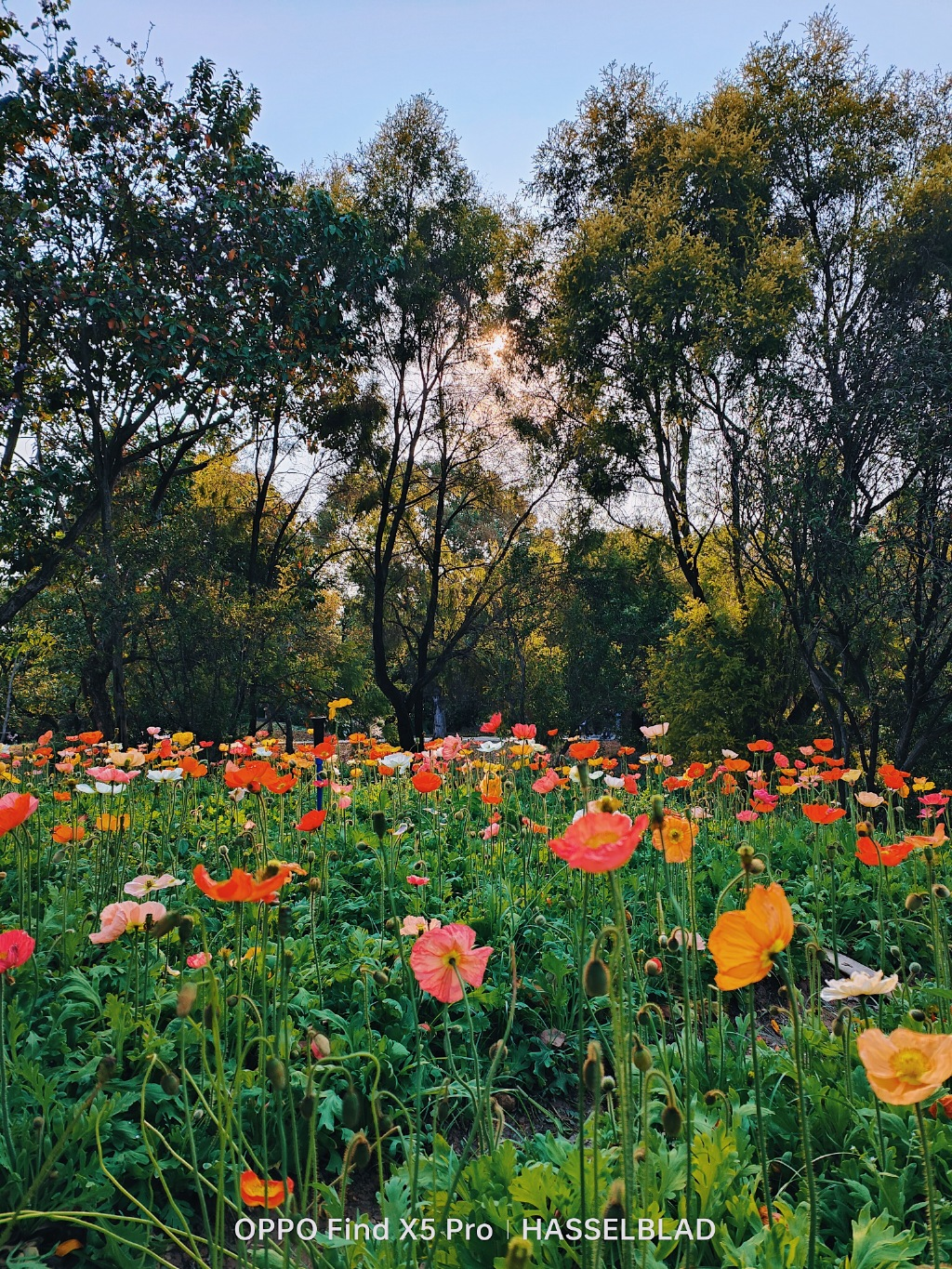 Java|当下最强的拍照旗舰盘点：顶级硬件+自研芯片，选这三款错不了