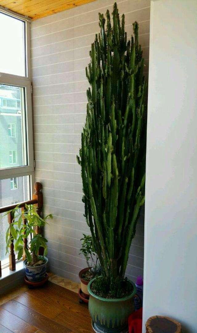 6种大型花,霸气有格调,客厅一放,堪比净化器,实用又大气