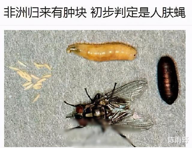 20种最令人恐惧和恶心的昆虫