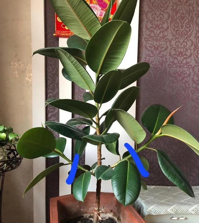 8种能吸甲醛的花,好养漂亮,家里至少放一盆!