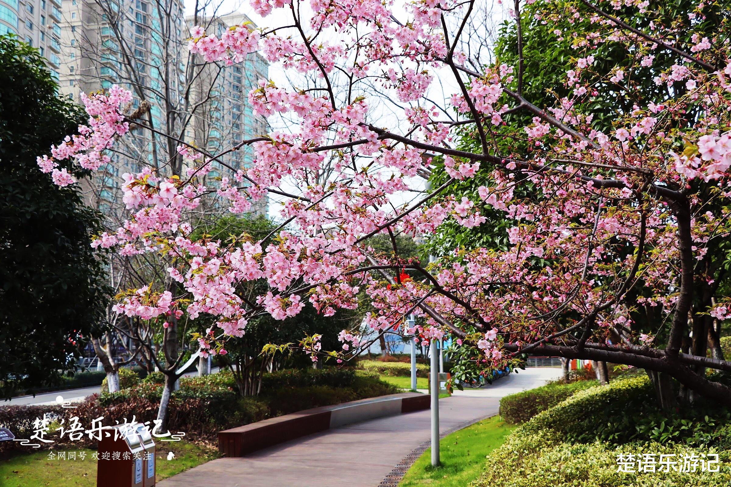 青岛|宁波这个网红公园迎来第一波樱花，红似胭脂粉如霞，简直太美了