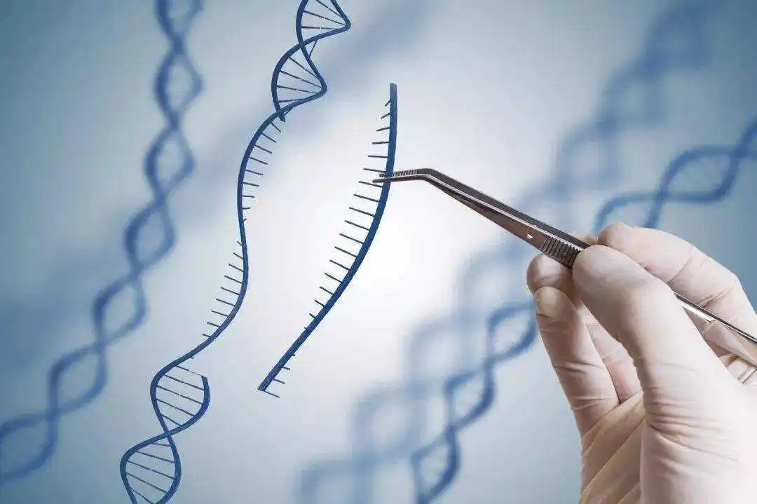 从非生殖细胞到生殖细胞,转基因人的最后一步