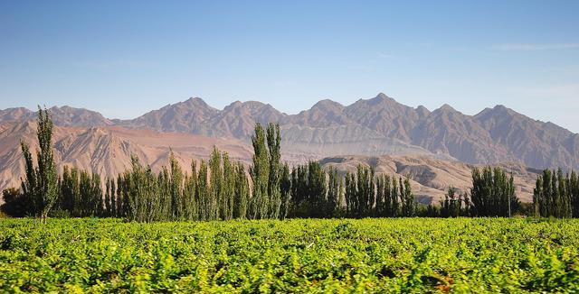 奉贤|新疆这个沙漠植物园，沙海成绿洲，葡萄诱人，是打卡旅游好去处