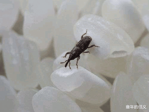 科普一下你们身边常见却不认识的昆虫 有人看吗